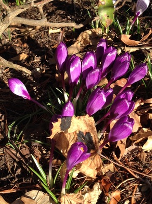 2015-04-07-1428409393-6170059-4515Crocusintheyard.jpg