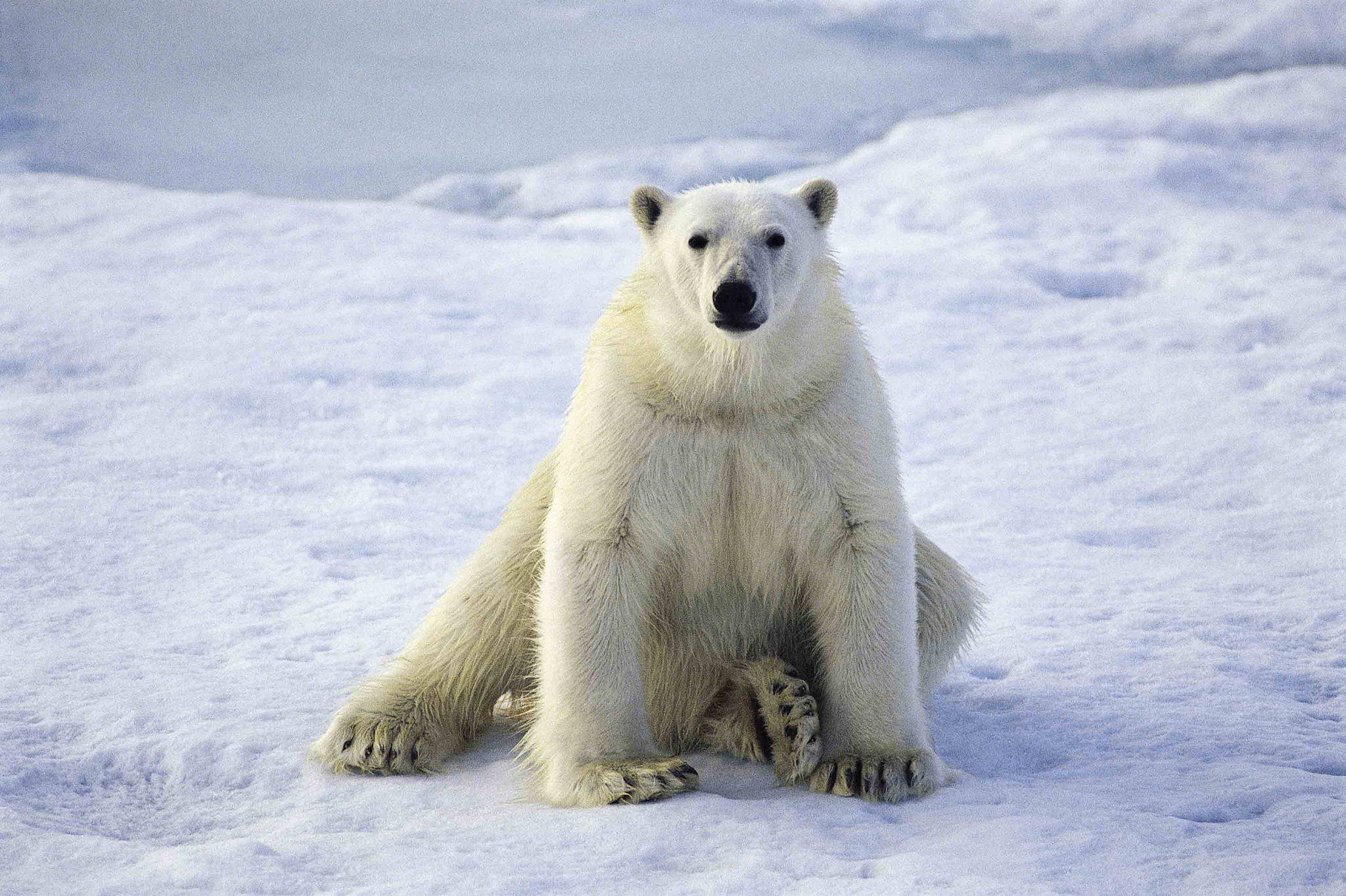 Life In The North: Arctic Animals | HuffPost UK News