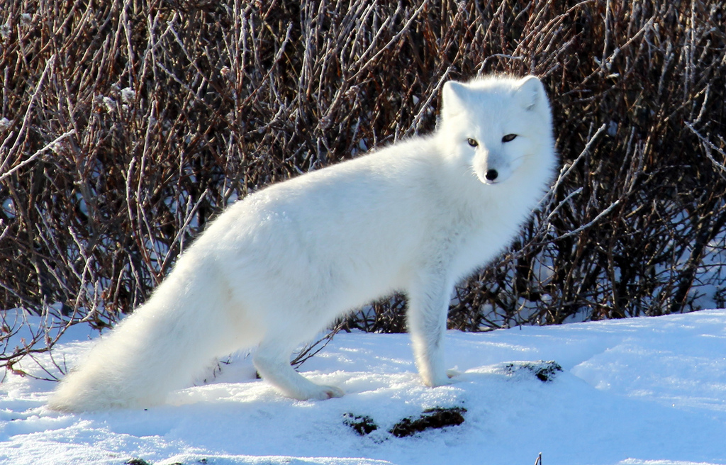 Life In The North: Arctic Animals