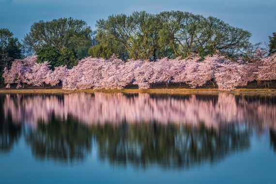 2015-04-13-1428934987-4819773-blossoms_26.jpeg