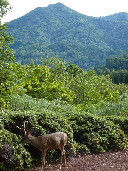 2015-04-19-1429467892-3802756-deerandmt.tam.jpg