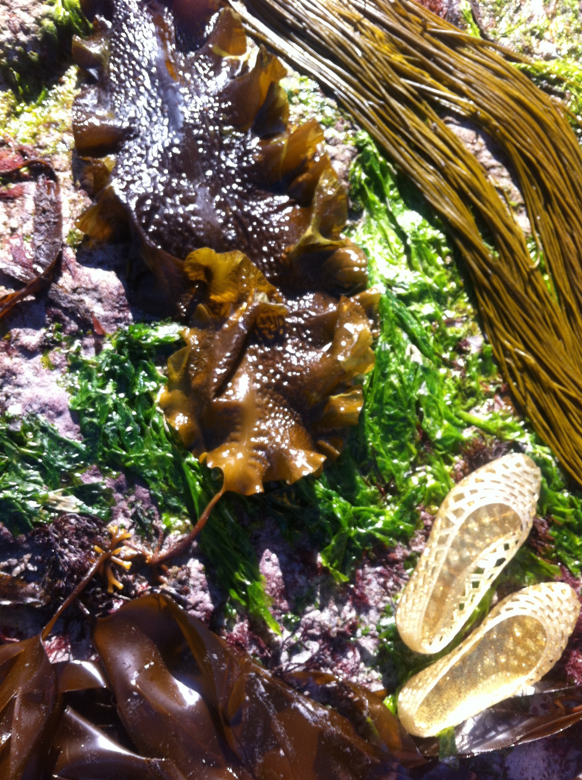 Cooking with Seaweed | HuffPost UK Life