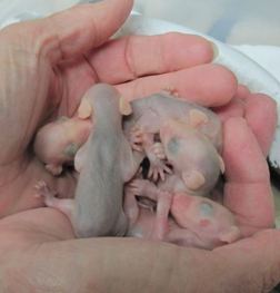 Orphaned opossums at WildCare at approximately 20 grams each. Photo by Alison Hermance