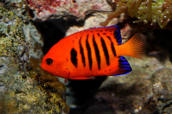 2015-04-22-1429718774-9740532-JulieLarsenMaher_0554_FlameAngelfish_AQ_102811_hr.jpg