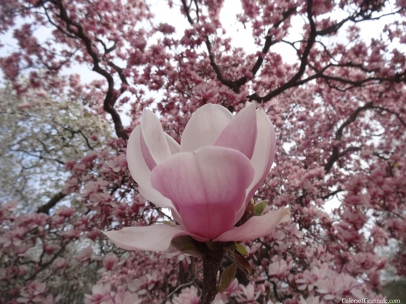 2015-04-26-1430057202-4515693-magnoliabliss_15.jpg