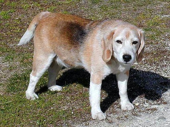 2015-04-27-1430173959-8163137-dogsbeagles_w725_h544.jpg