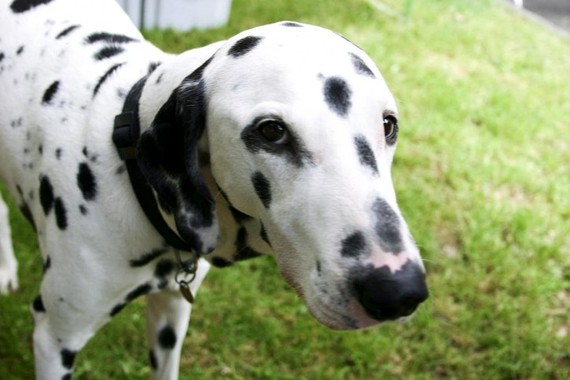 2015-04-27-1430174012-2070271-dalmatiandog_w725_h484.jpg