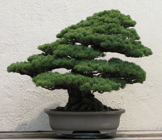 2015-05-05-1430863464-3852796-Japanese_White_Pine_unknown2007.jpg