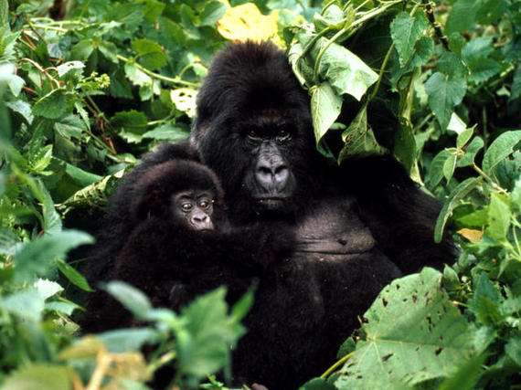 2015-05-05-1430865754-737627-Mountain_Gorilla2.jpg