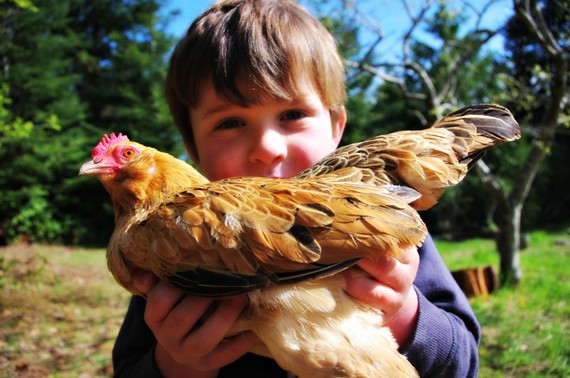 2015-05-06-1430928231-7323967-chickens1.jpg