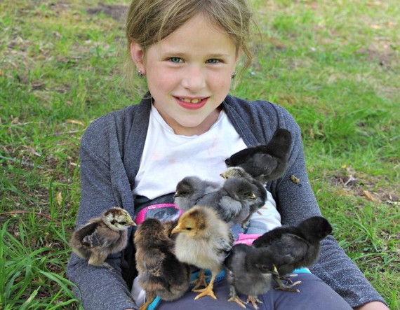 2015-05-06-1430928288-454851-chickens2.jpg
