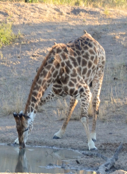 2015-05-07-1431032710-6589618-GIRAFFE.jpeg