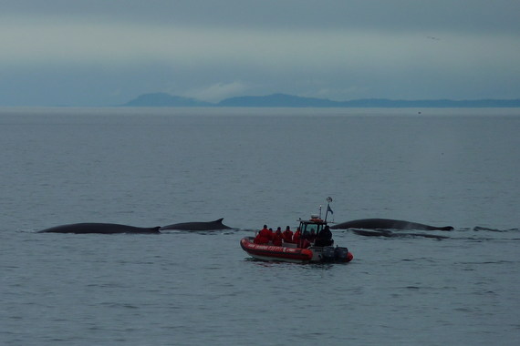 2015-05-12-1431464837-9069840-PanamaWhaleWatching.jpg