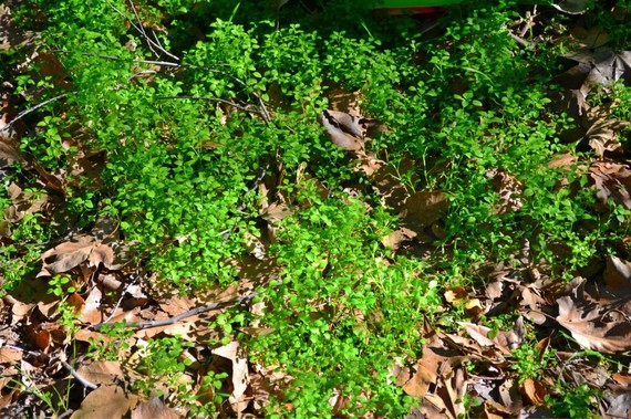 2015-05-14-1431579335-4165291-Wild_ForageChickweed1024x682.jpg