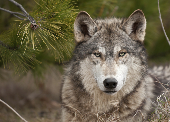 2015-05-17-1431886452-9095899-Wolf_Ponderosa.jpg