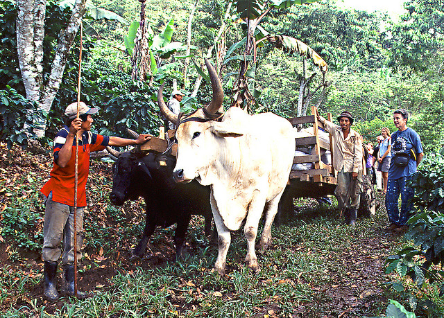 Oxcart on Fairtrade plantation - image by Peter Mulligan