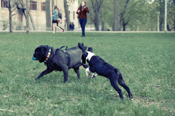 2015-05-18-1431968650-509837-dogsplaying.jpg