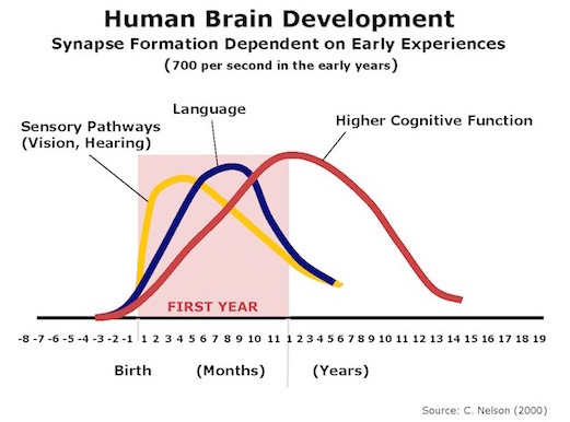 2015-05-20-1432094790-1655868-HumanBrainDevelopment.jpg