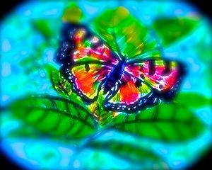 2015-05-23-1432340805-4727689-Butterfly.1.enhanced.blurred.2.jpg