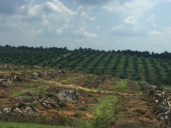 2015-05-23-1432344819-8895079-palmoil.jpg