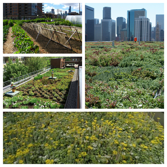 2015-05-26-1432637917-4633952-rooftopagriculture.jpg