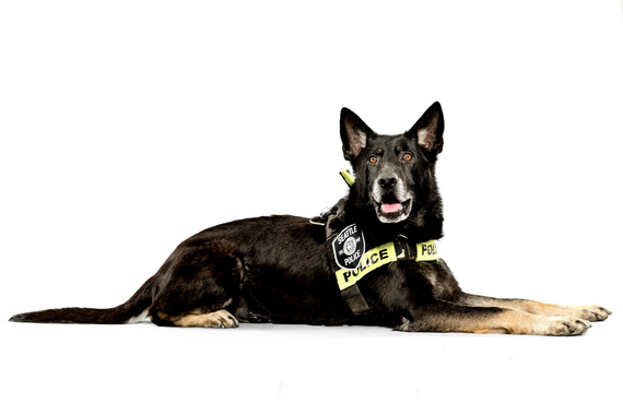 2015-05-27-1432699448-9311472-20150511SeattlePoliceDogsHUFFPO_js_04.JPG