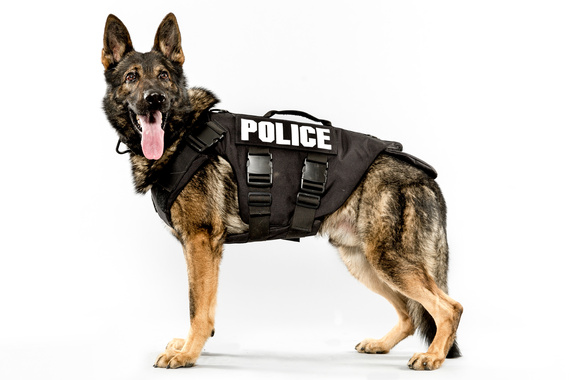 2015-05-27-1432699536-9008783-20150511SeattlePoliceDogsHUFFPO_js_01.JPG