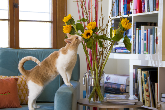 2015-06-02-1433277761-718311-Pets_Flowers.png