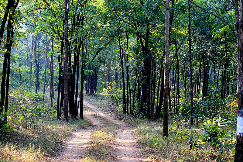 Pictures Let The Forests Of Chhattisgarh Speak To You HuffPost India
