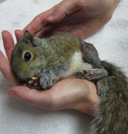 The little squirrel patient nibbles a pecan after coming out of anesthesia post-surgery. Photo by Alison Hermance