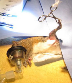 The squirrel is prepped for surgery. Photo by Alison Hermance