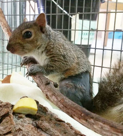 A week post-surgery, the squirrel uses his leg with ease and doesn't seem to mind his shaved rump. Photo by Melanie Piazza