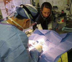 WildCare's Melanie Piazza checks the patient's respiration and heart rate as Dr. Farese operates. Photo by Alison Hermance