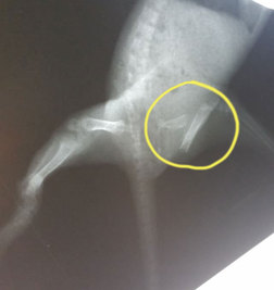 The yellow circle on the radiograph shows the severely broken femur. WildCare photo