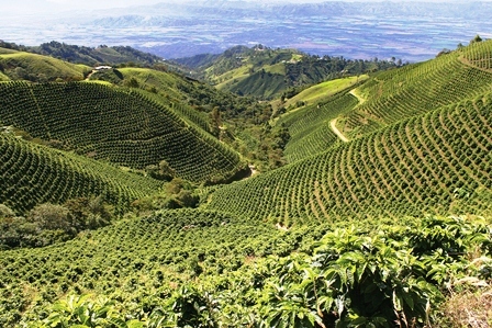 2015-06-03-1433357061-2332417-LatinAmericancoffeefields.jpg