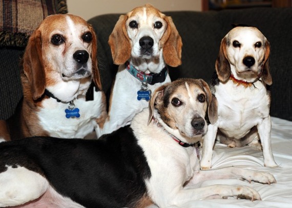 2015-06-06-1433616336-1068026-BOBpalliativecarebeaglesatShebasHaven.jpg