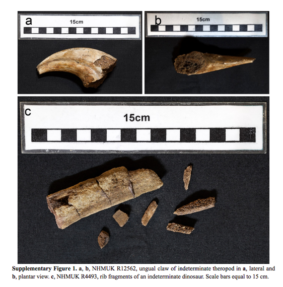 2015-06-10-1433950611-212911-FossilFragmentViaNatureCommunications.jpg