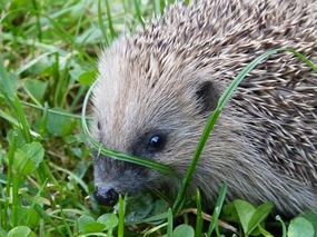 2015-06-19-1434697477-2083075-hedgehog57901_640.jpg