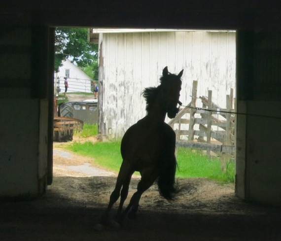 2015-06-19-1434733855-9484145-UVMMorganHorseFarm.jpg