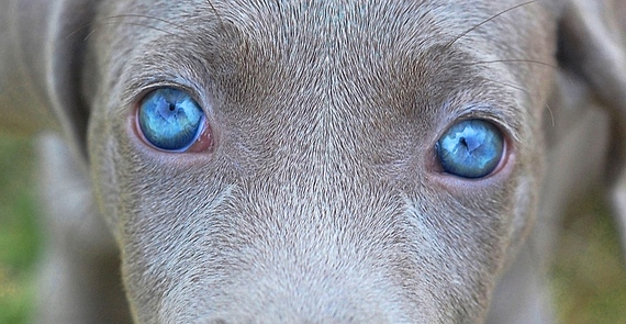 2015-07-01-1435775869-1094205-blueeyedpuppy.jpg