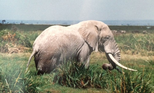 2015-07-03-1435936338-1284071-elephantcopy.jpg