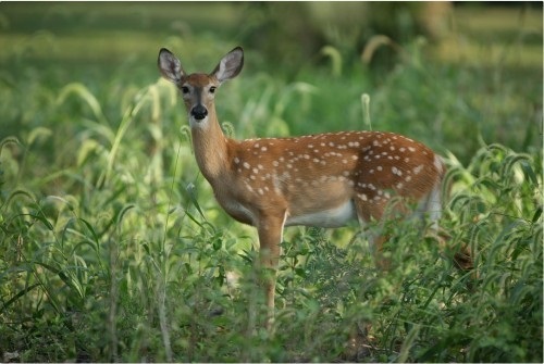 What Is Illinois State Animal