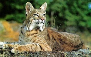 2015-07-13-1436811656-9642661-bobcat.jpg