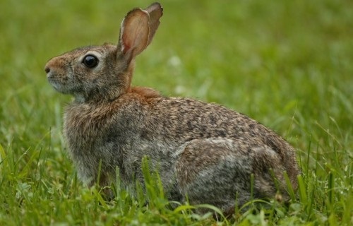 2015-07-13-1436811730-51257-cottontail.jpg