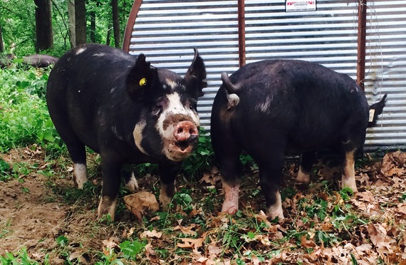 2015-07-20-1437357263-5751603-1Pigs.jpg