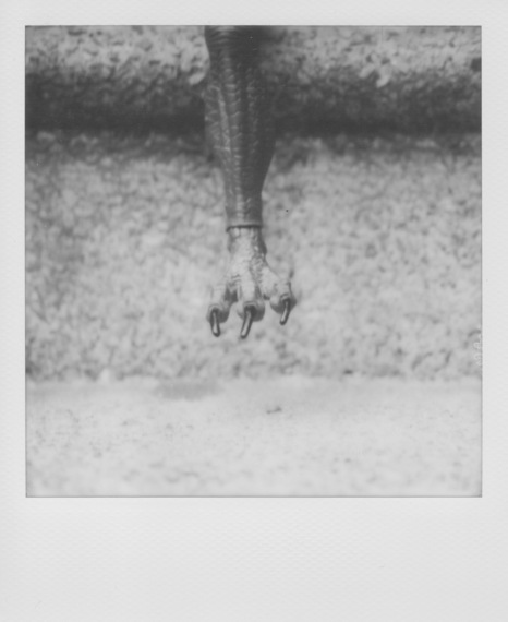 2015-07-22-1437578465-9981971-PolaroidBW1.jpeg