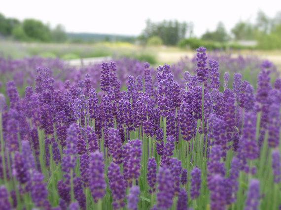 2015-07-23-1437666301-2751890-lavender.jpg