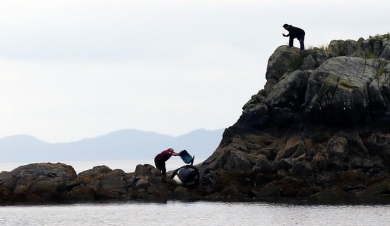 2015-07-25-1437835261-3723843-pouringwateronstrandedwhale.jpg