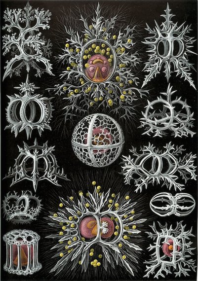 2015-07-27-1437964610-5437606-graphic2aHaeckel_Stephoidea.jpg