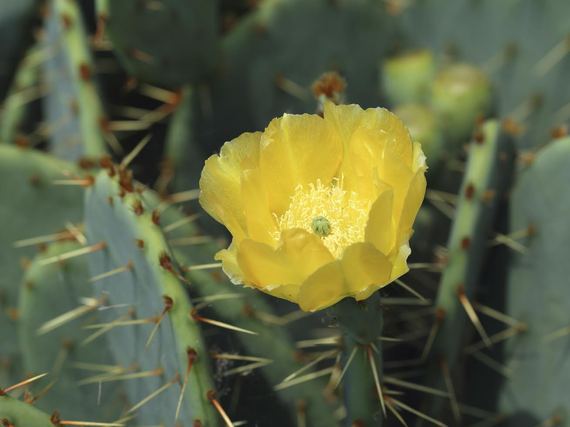 2015-07-28-1438092695-1997832-cactusflower.jpg